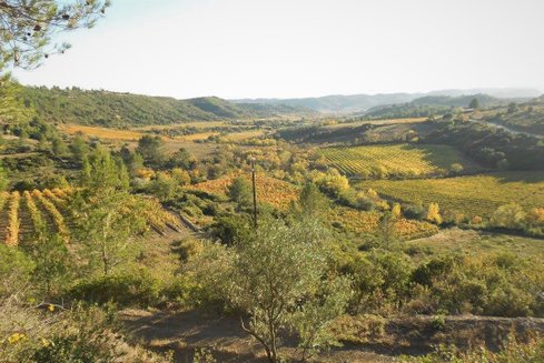 Vineyards view towards Cessenon-sur-Orb
