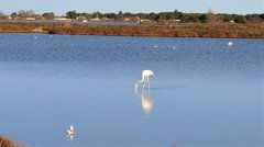 Flamingo visitors to Mediterranean waters, Marseillan