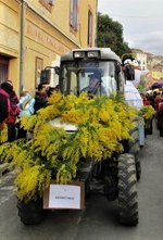 Roquebrun’s Mimosas for February festival