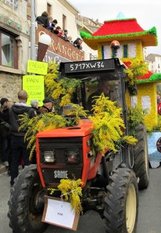 Tractor decorated with yellow Mimosa flowers